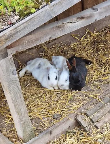 P&t 6 Lejlighed Altenhof (Rohrbach)